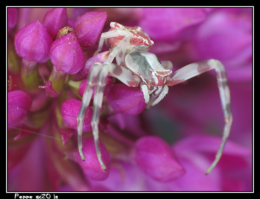 Neoscona adiantha e Thomisus onustus